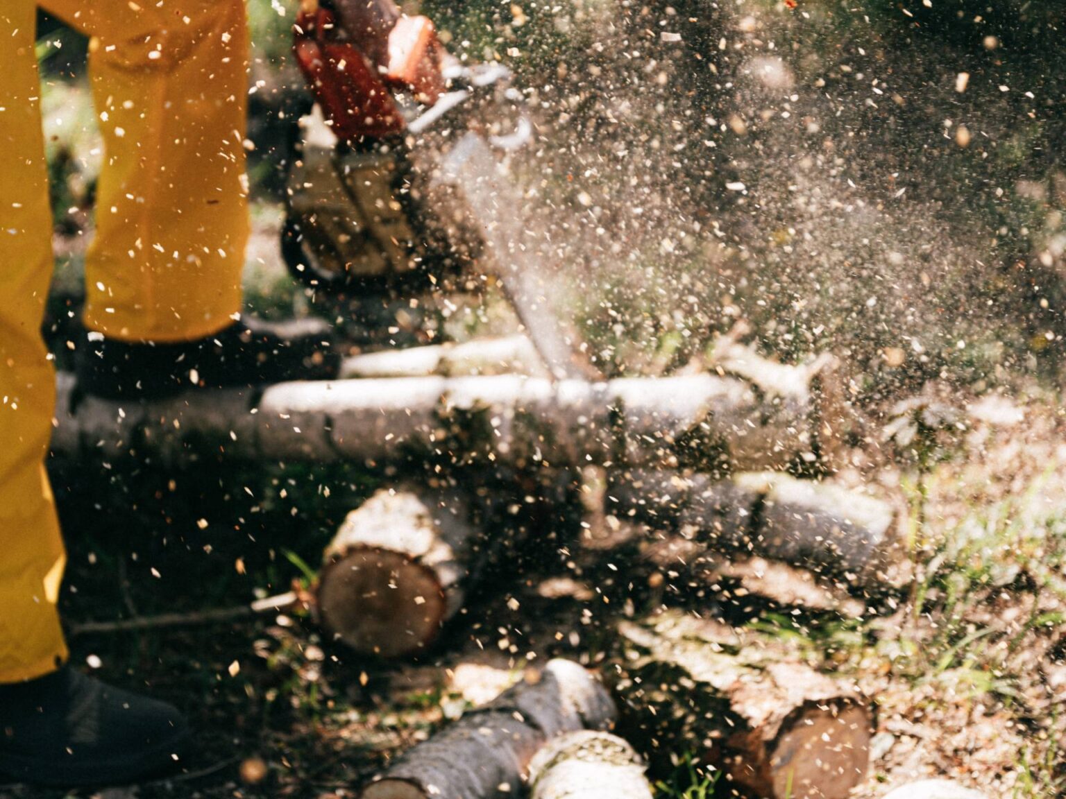 Tree Cutting Service Tree Trimming Tree Removal Service